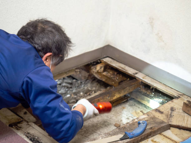 Best Same-Day Mold Removal  in Hackleburg, AL