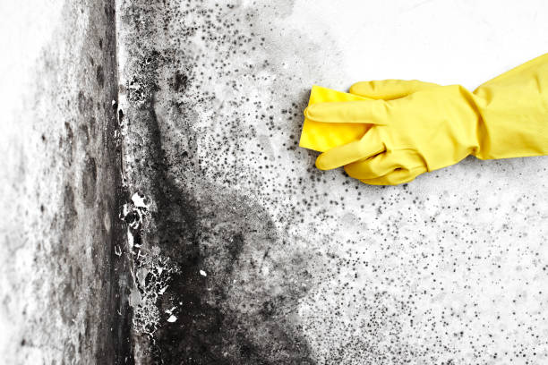 Best Mold Cleaning Services  in Hackleburg, AL