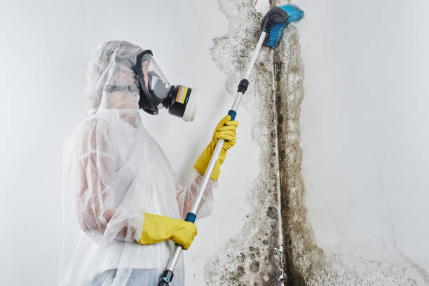 Best Black Mold Removal  in Hackleburg, AL