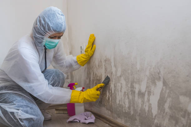 Best Certified Mold Removal  in Hackleburg, AL