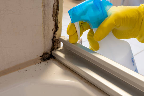 Best Best Mold Removal Companies  in Hackleburg, AL
