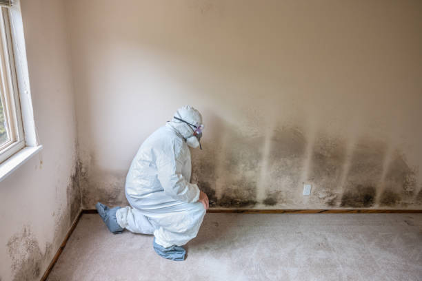 Best Residential Mold Removal  in Hackleburg, AL