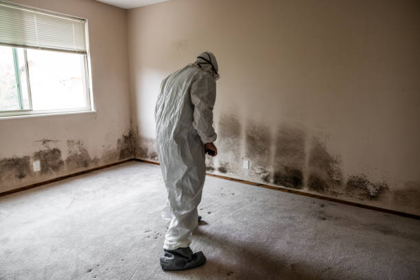 Best Mold Removal Company Near Me  in Hackleburg, AL