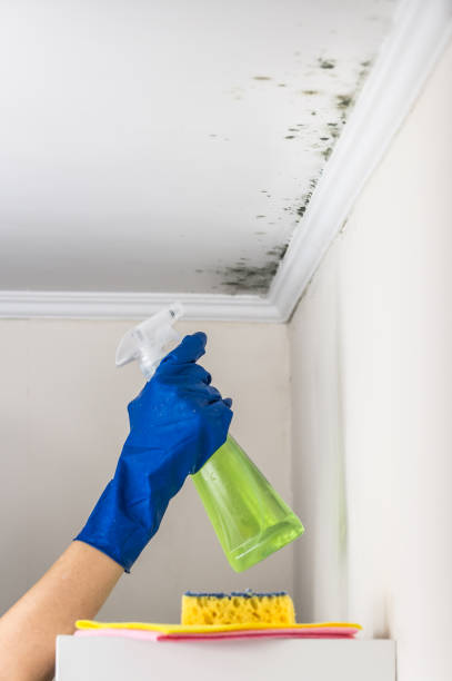 Home Mold Removal in Hackleburg, AL
